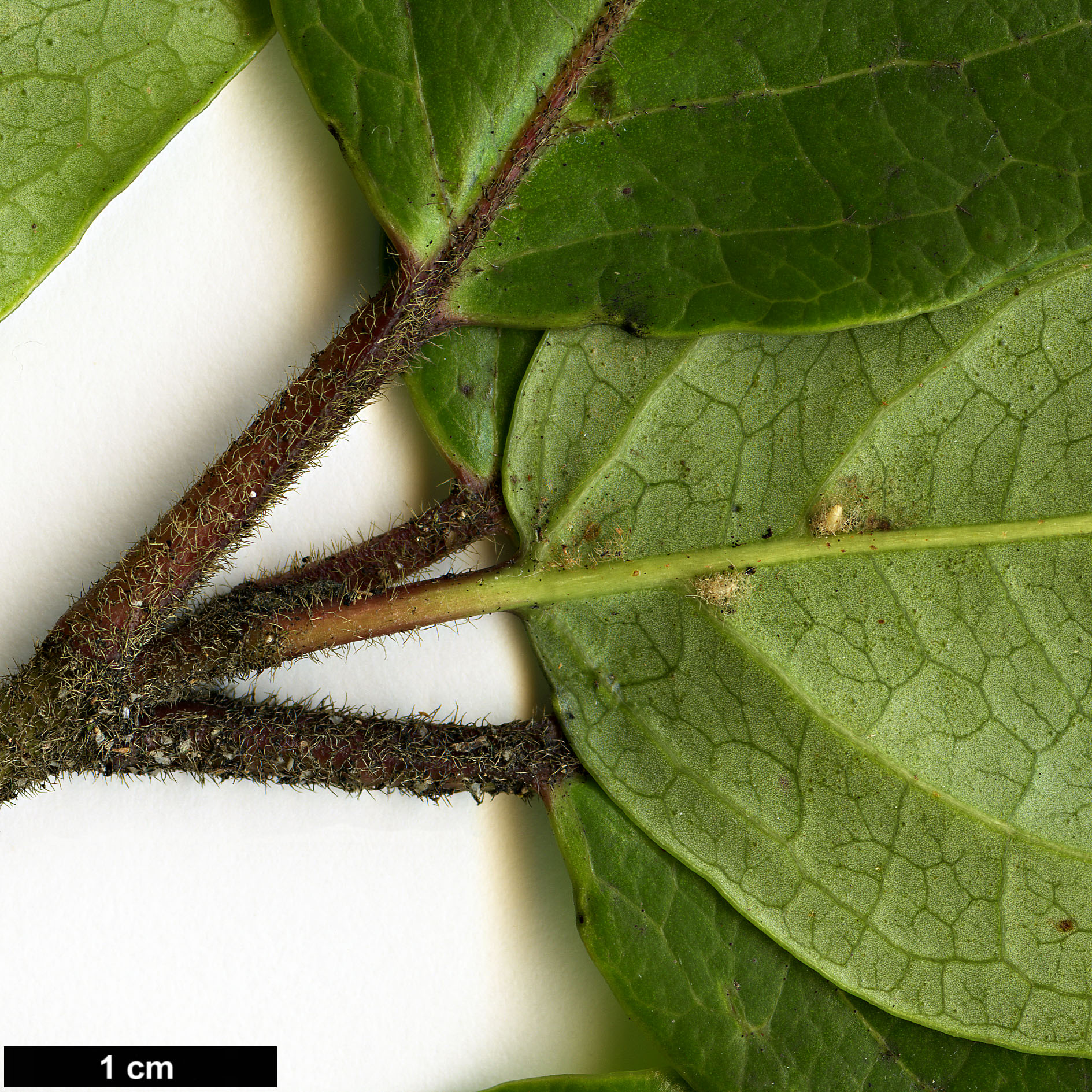 High resolution image: Family: Adoxaceae - Genus: Viburnum - Taxon: treleasei